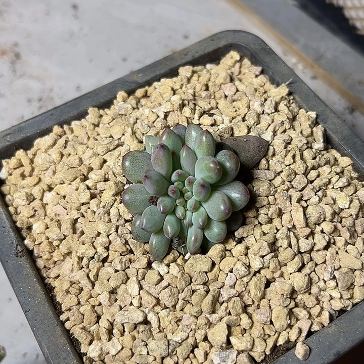 虞美人叶插缀化多肉