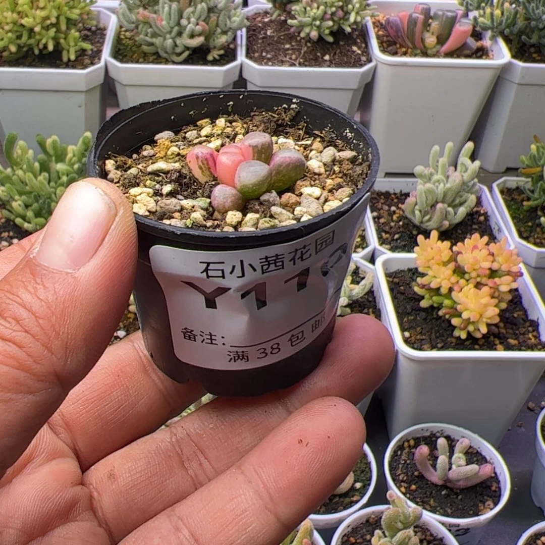 多肉植物五十铃玉锦