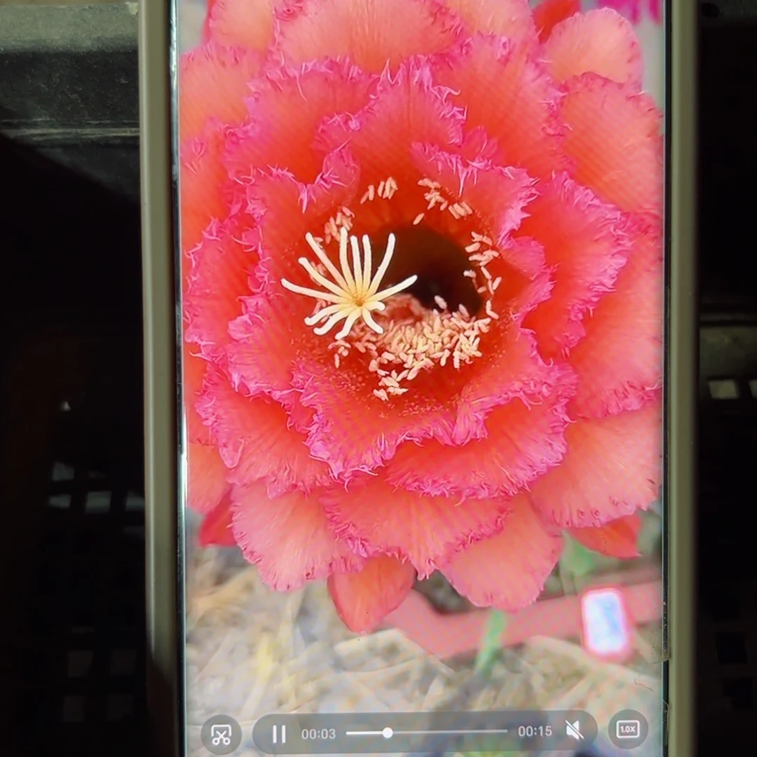 下82毛五花牛歪侧芽5公分左右20包邮