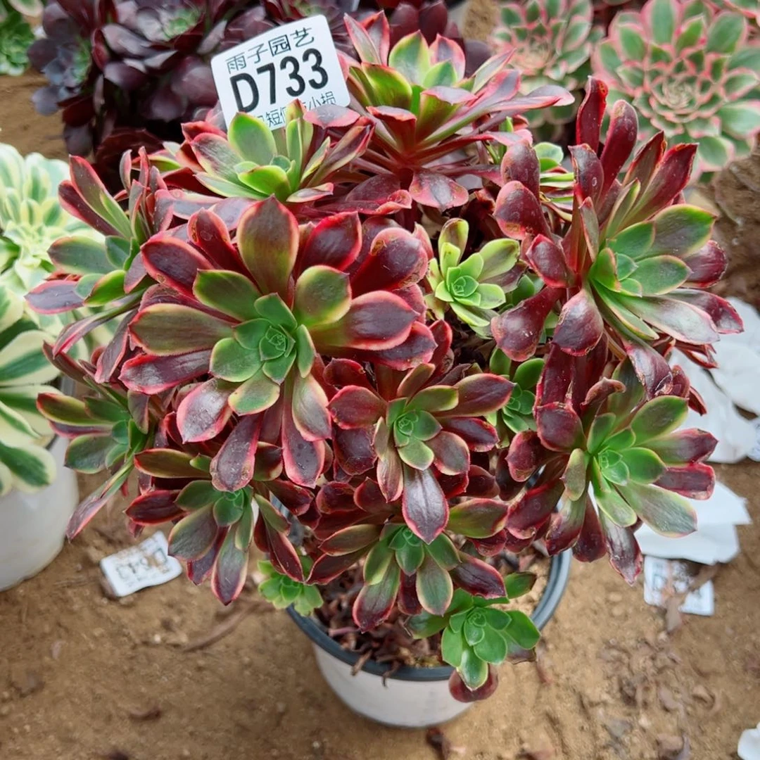 733欧佳丽雨子多肉植物