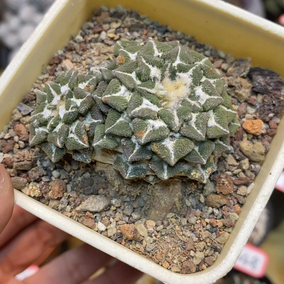 57号 自根萝卜腿大尤黑牡丹6公分带盆土