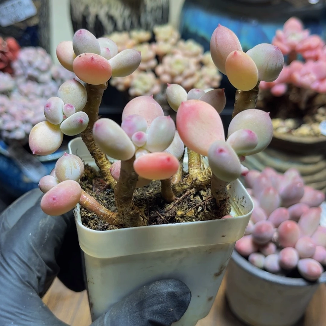 458四代苹果奶多肉植物