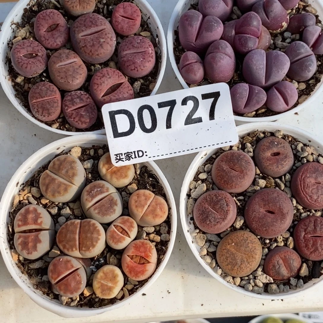 0727四盆 带盆发货