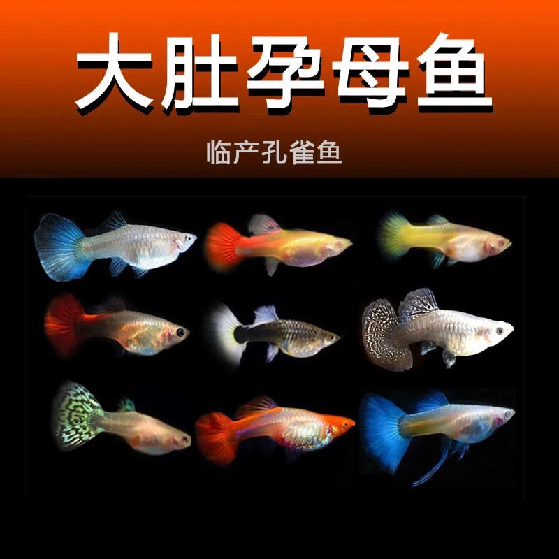 带肚孕母孔雀鱼非种鱼3-4cm回家1-2周能生入缸不包隔天不包