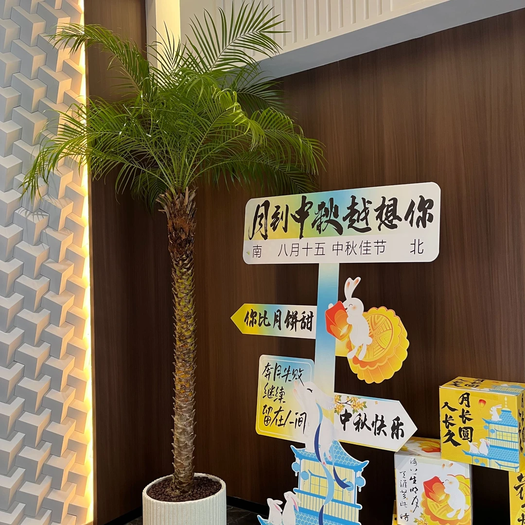 美丽针葵树地栽盆栽室内外客厅阳台庭院棕榈好养网红款大型绿植物