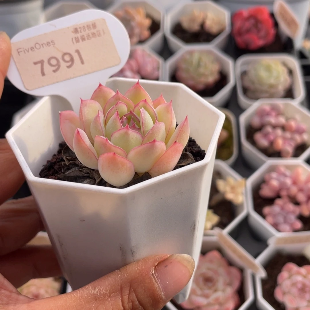 橘子冰7991-4.0厘米