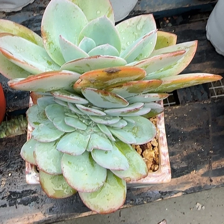青蛙王子儿童牙膏11
