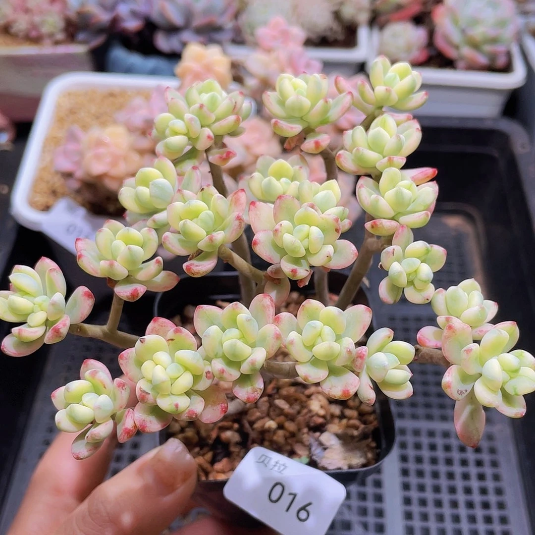 16 精品多肉一物一拍