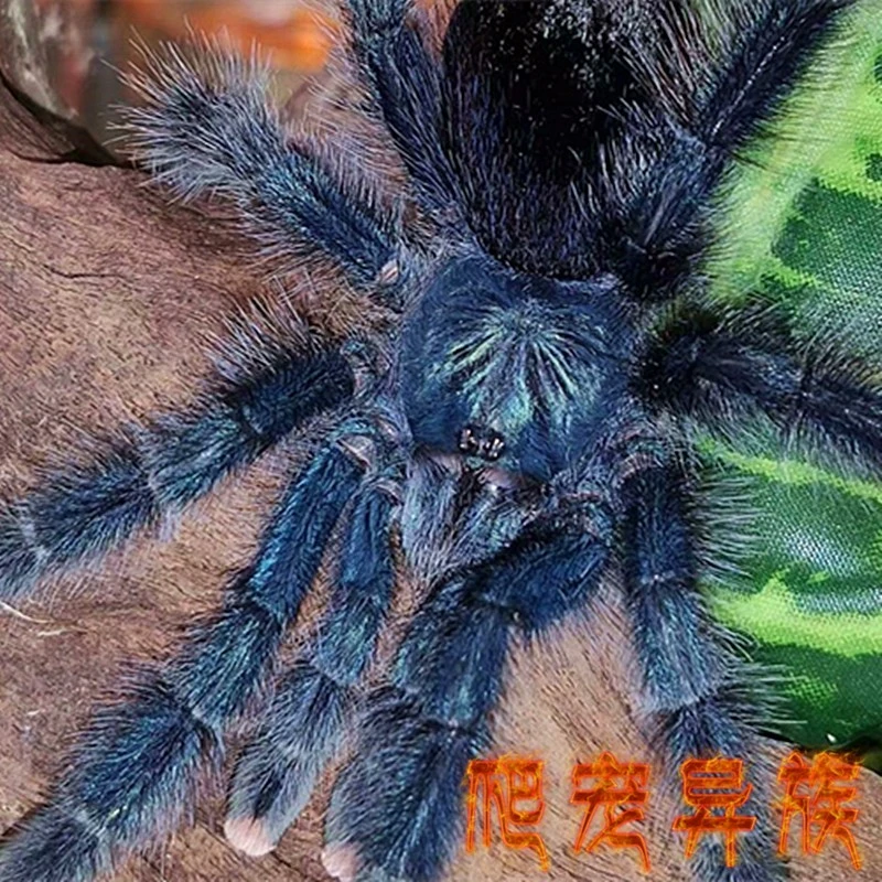 亚马逊蓝紫粉趾亚紫粉趾类颜值超漂亮好饲养温顺款