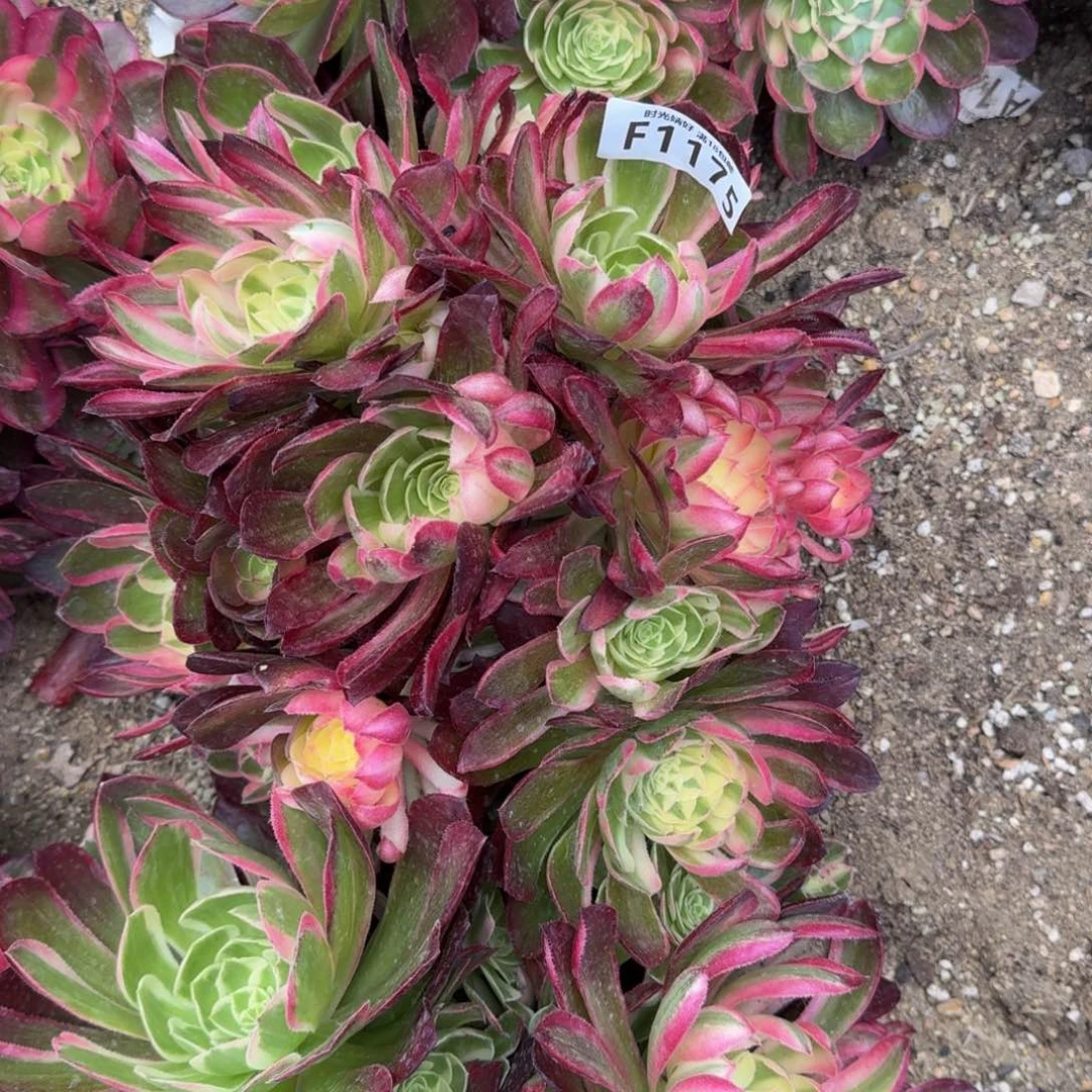1175玉芙蓉多肉植物