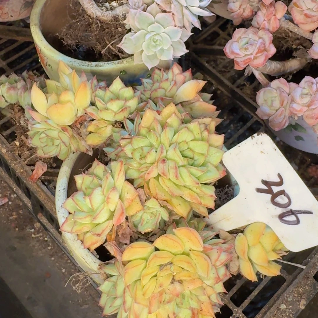 多肉植物的生长环境及生理