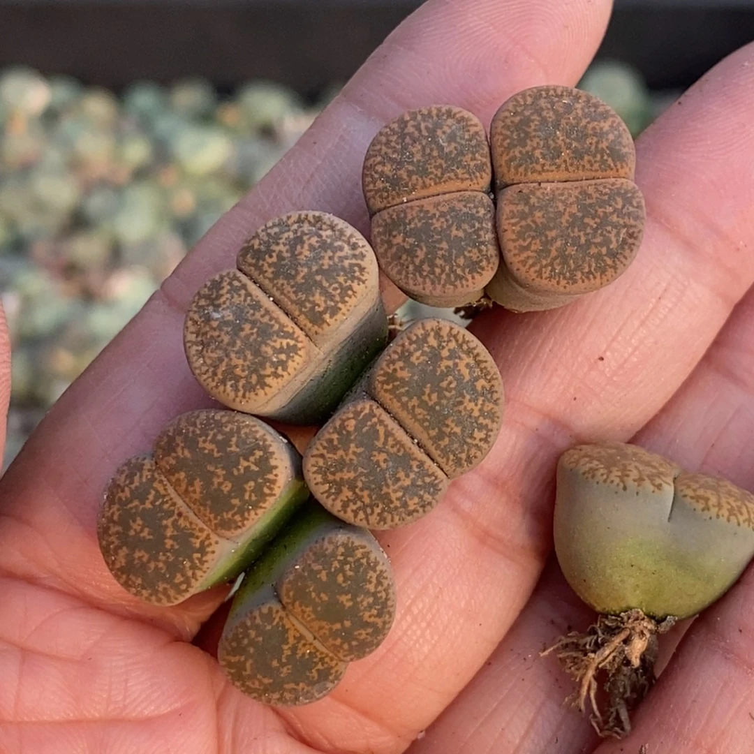 0308 三颗双头紫薰