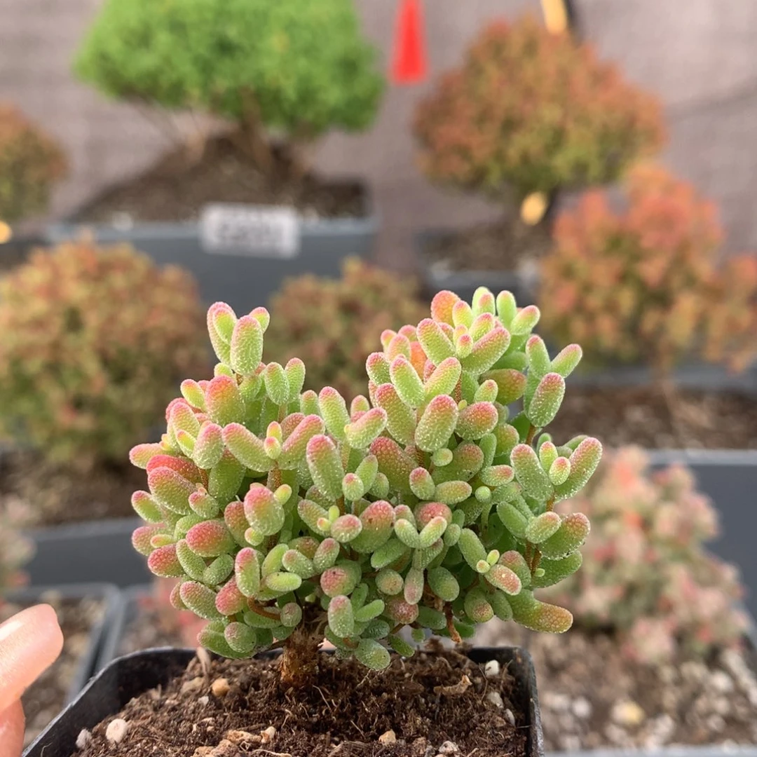 c257蜜橘枝干番杏