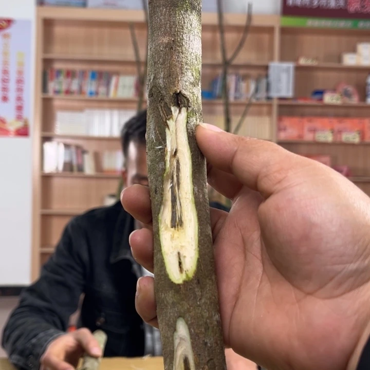 沉香碎屑沉香奇楠金沙叶原木一根多样性发一1