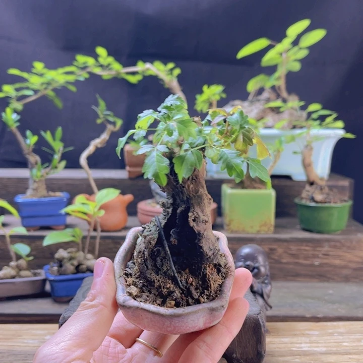 当前无花朵，栽培后可花朵