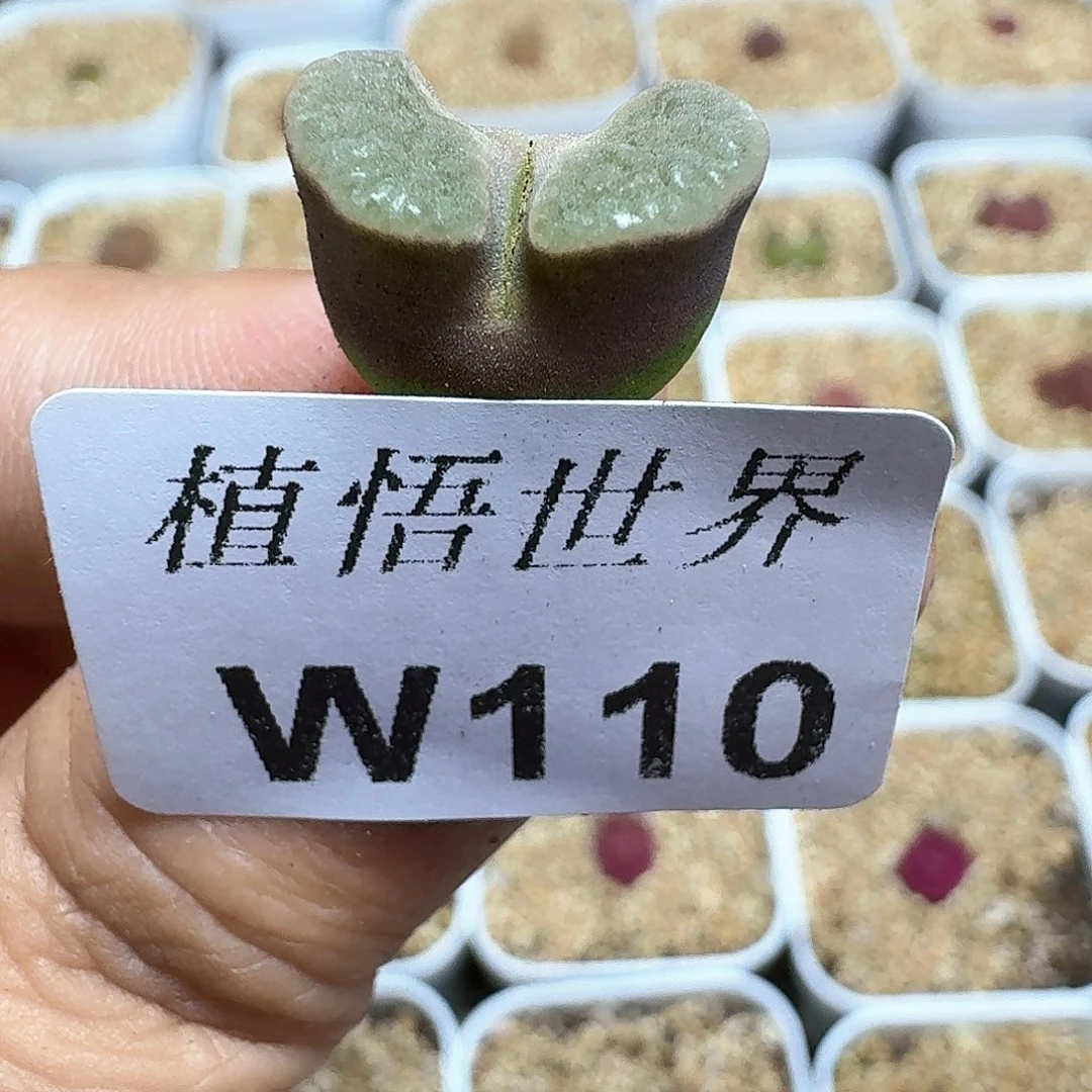 多肉植物的润泽额c f