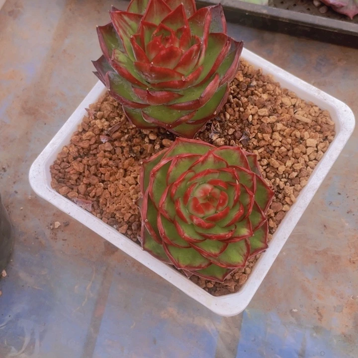 L***n多肉植物多肉植物