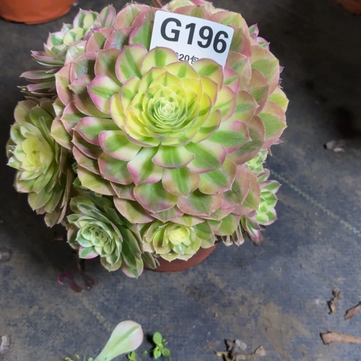 瑞妈，，，，，，196绿体，