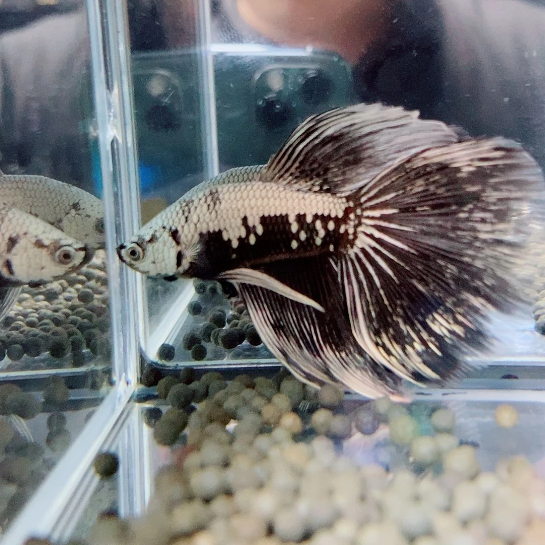 斗鱼黑162号a a a a a