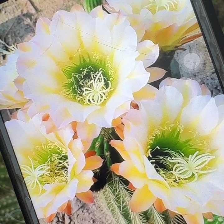 六月五侧芽5公分毛花柱