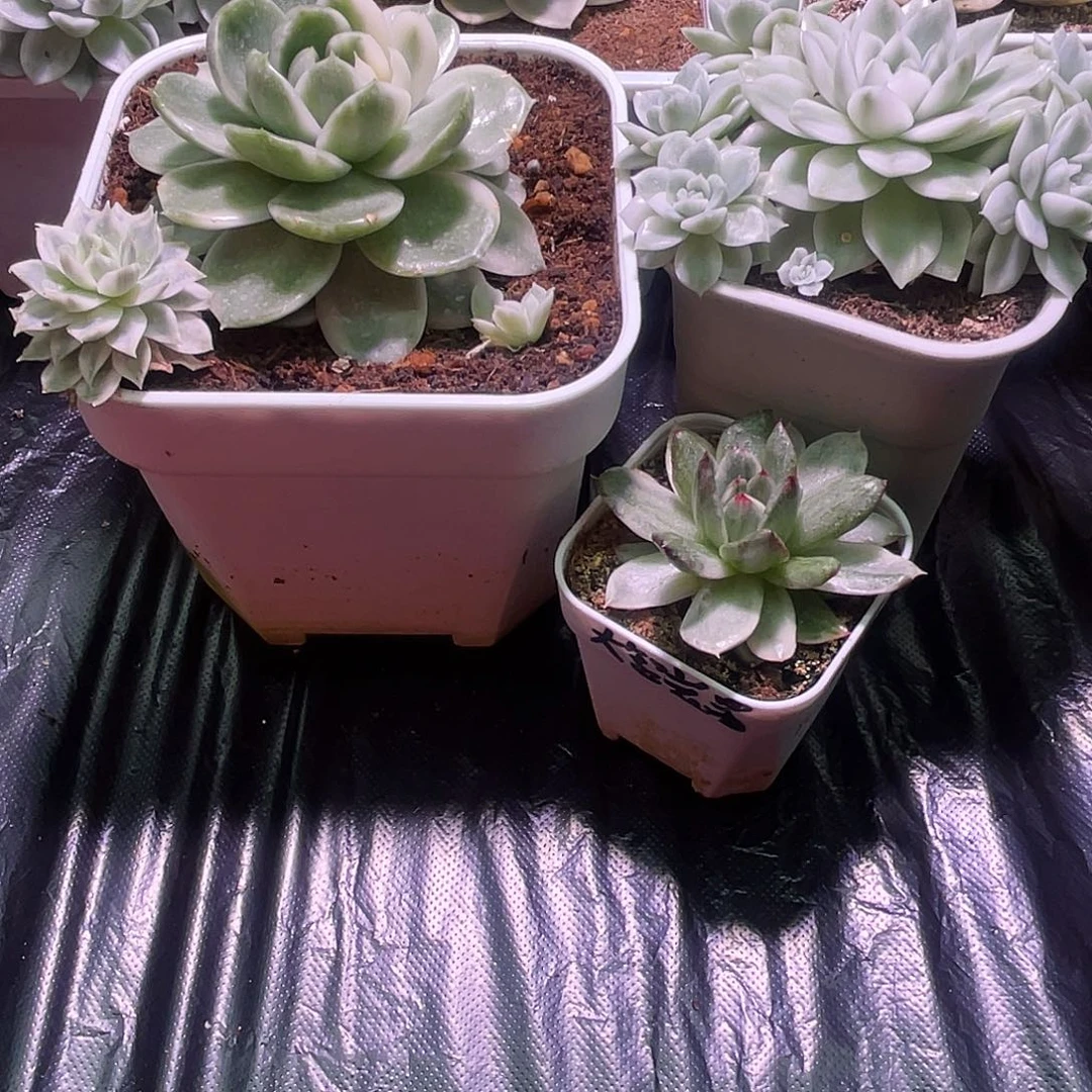 大****多肉锦植物一物一拍