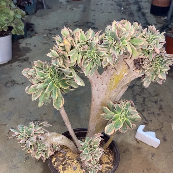 灿烂缀77多肉植物法师法师