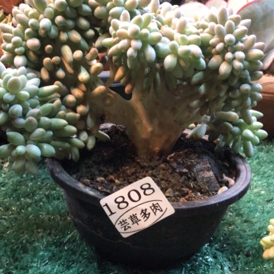 汤圆缀化，1808，一物一拍