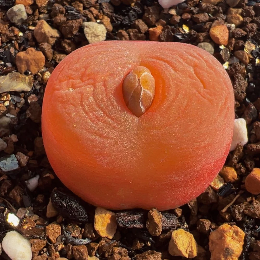 水蜜桃多肉植物盆栽栽培