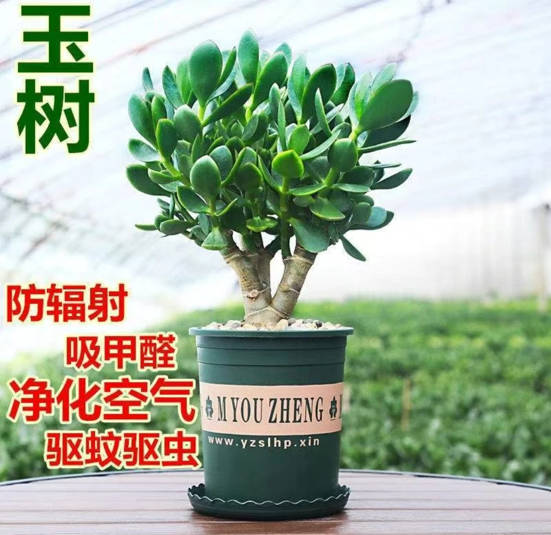 玉树盆栽老桩四季常青植物室内绿植花卉大全玉树嫁接长寿花