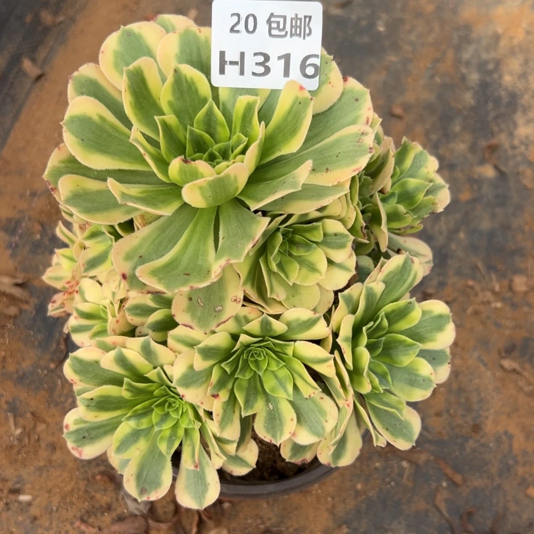 316金丝翡翠，满20包邮