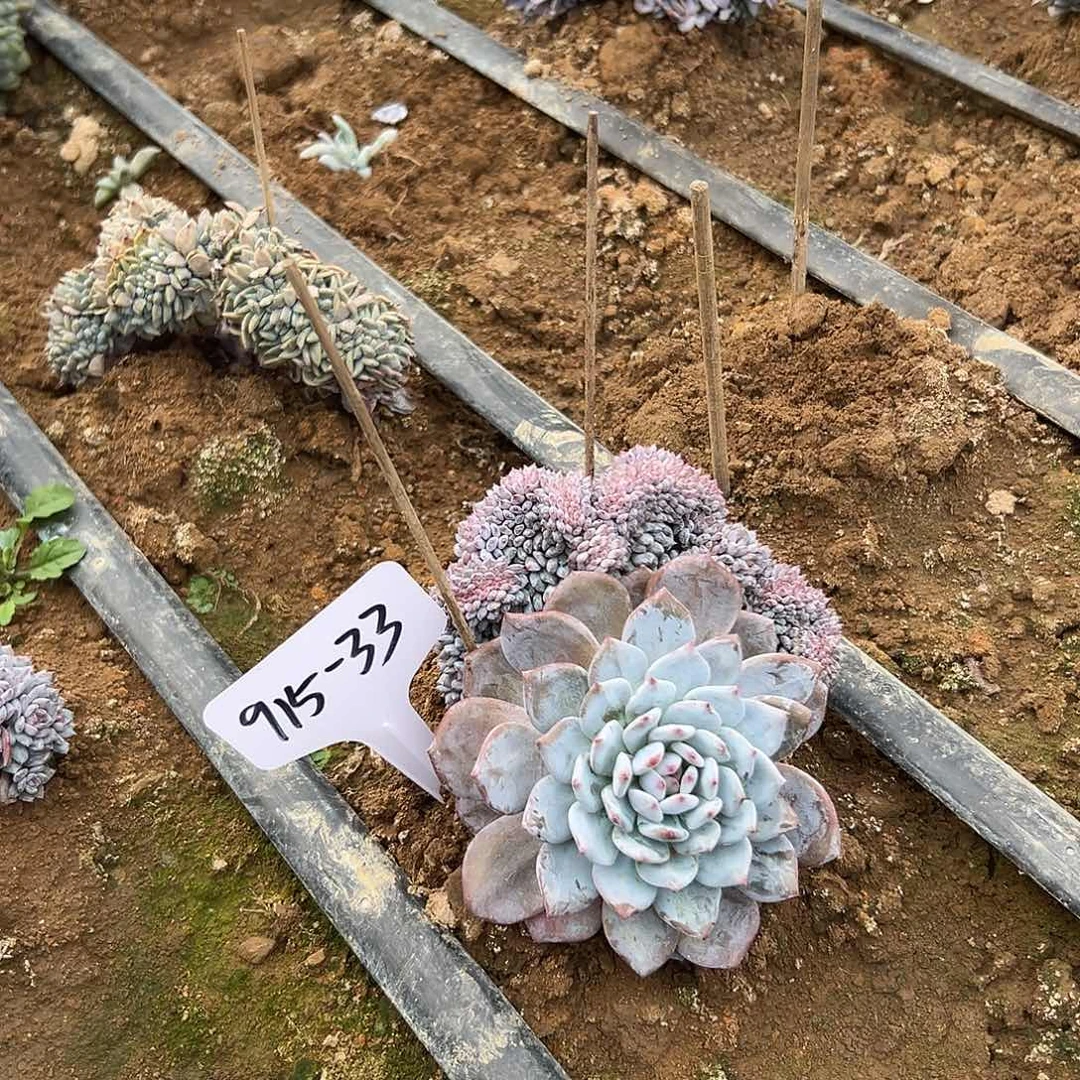 用***5915-33星星橙缀地栽寄养