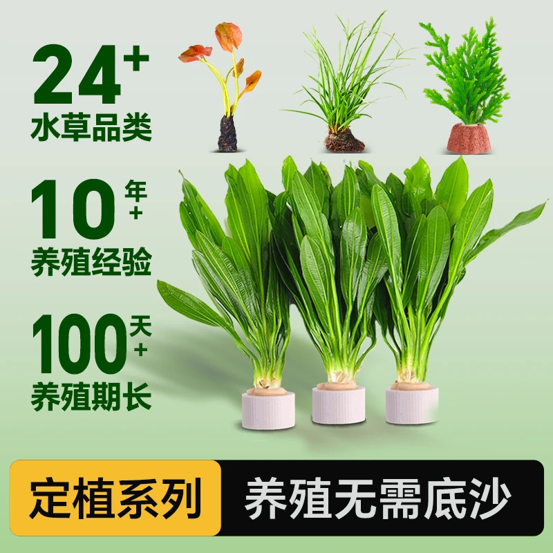 【定植合集】大养鱼阴性水草淡水活体植物乌拉圭皇冠大叶绿九冠
