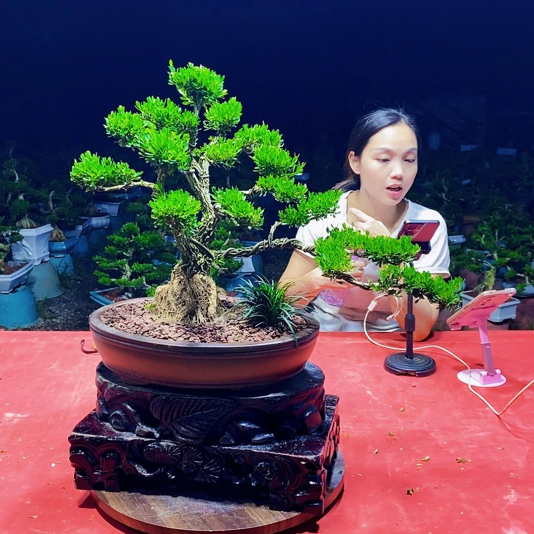 当前无花朵，栽培后可花朵