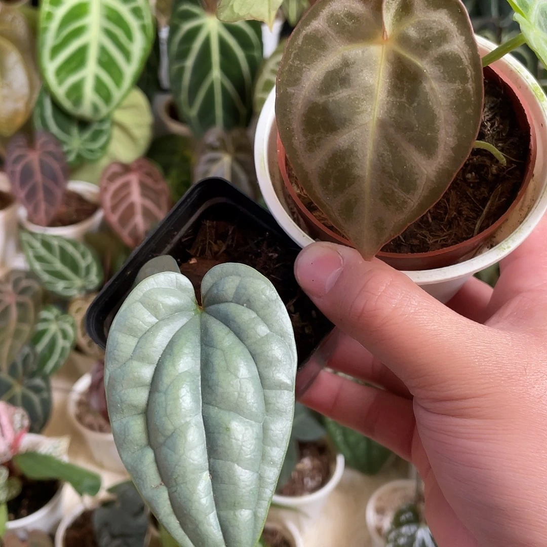 完全开放奢华银色