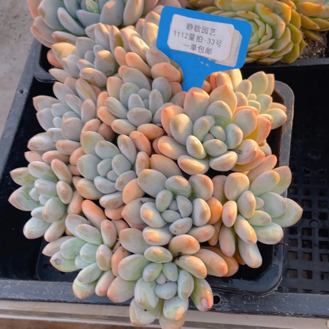 1112-33-香水大群一颗