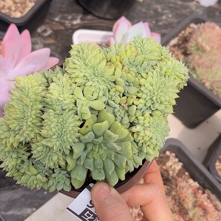 爱尔兰薄荷2716多肉植物