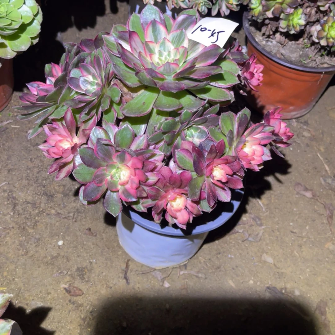 12-10-45黑魔锦法师锦