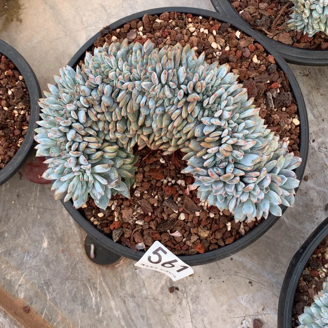 561橙子缀多肉植物