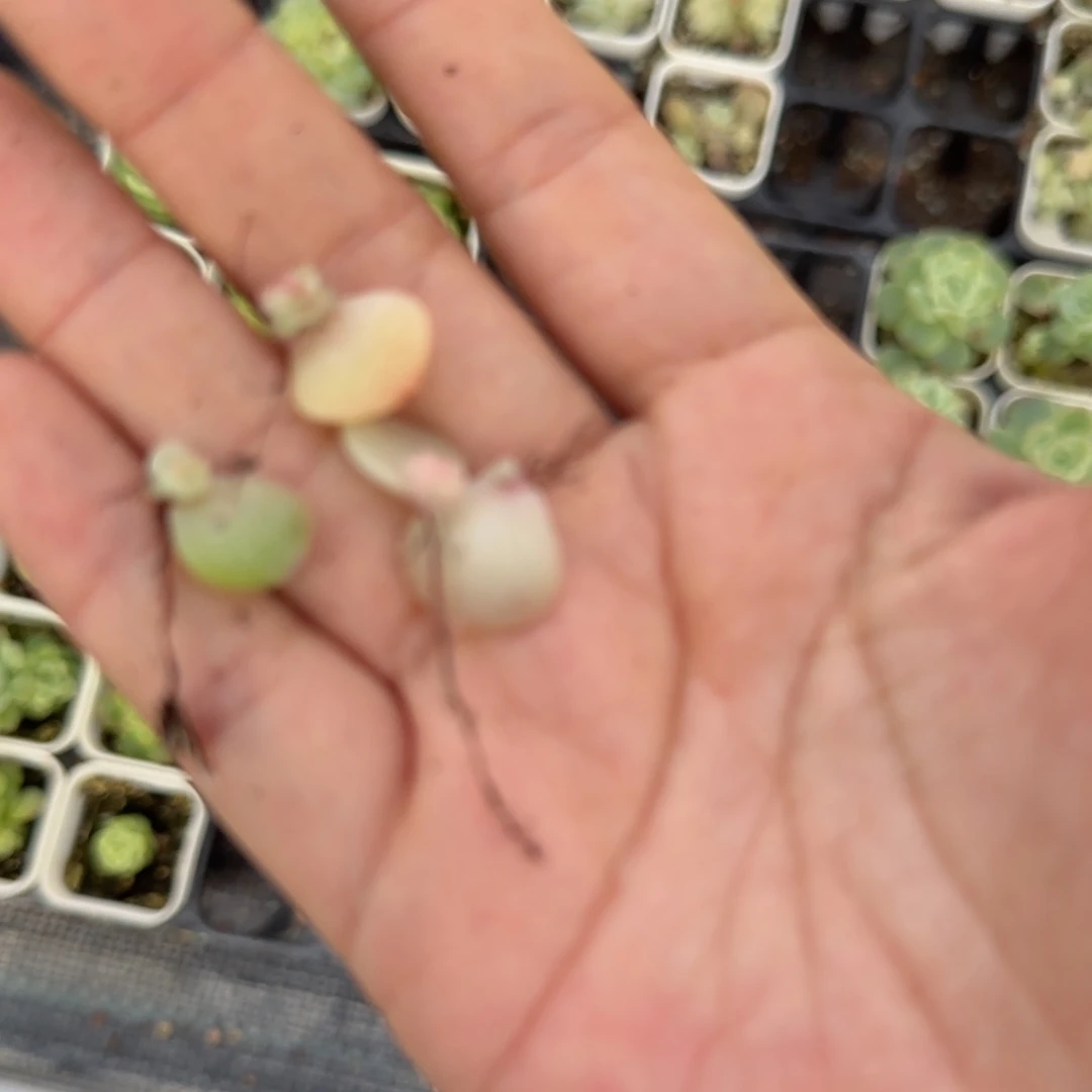 风花流星 芝麻3床一个满25包邮