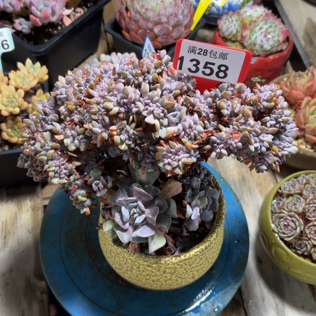 1358雪精灵缀，冠服24