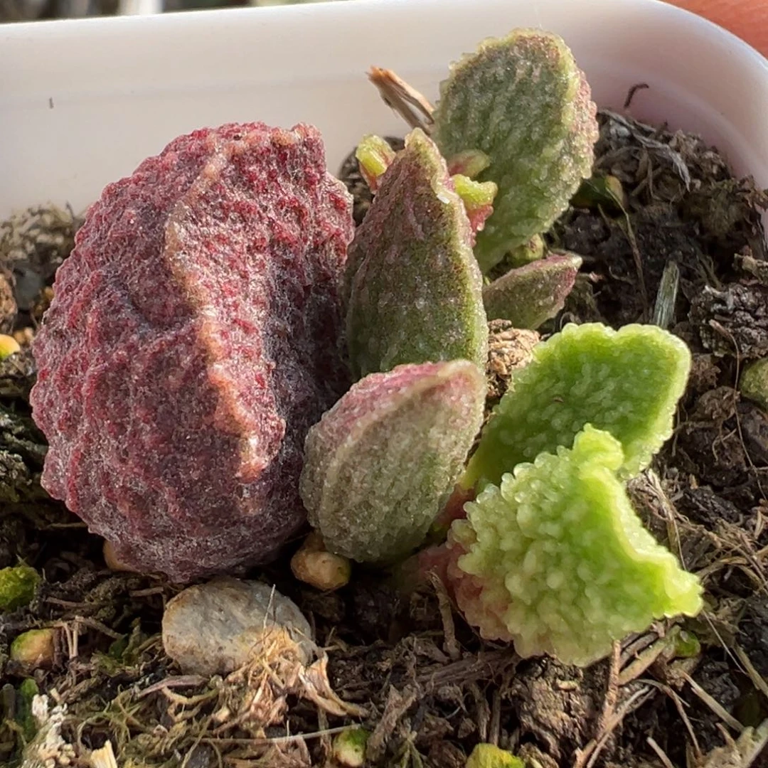 新品多肉植物水泡多肉植物