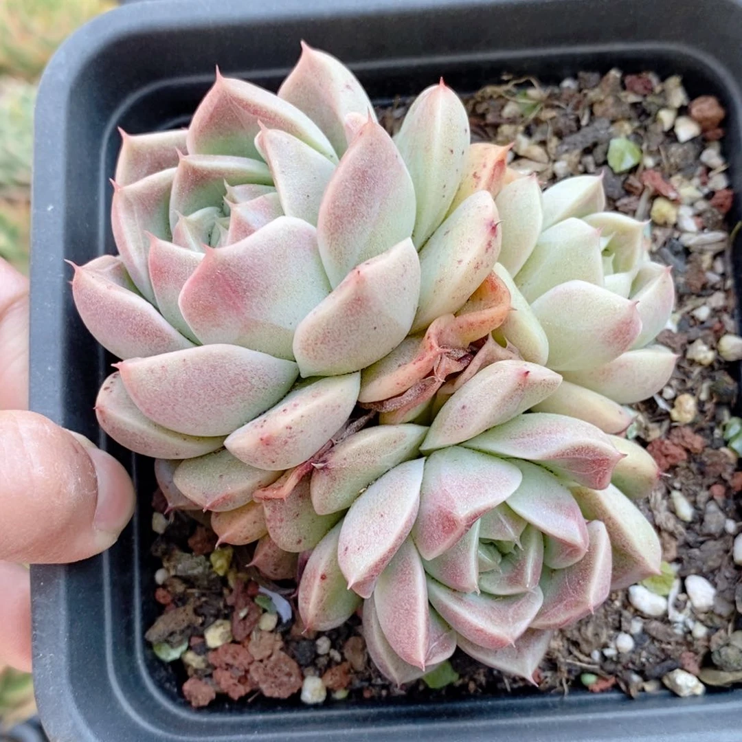 339 号东云系多肉植物