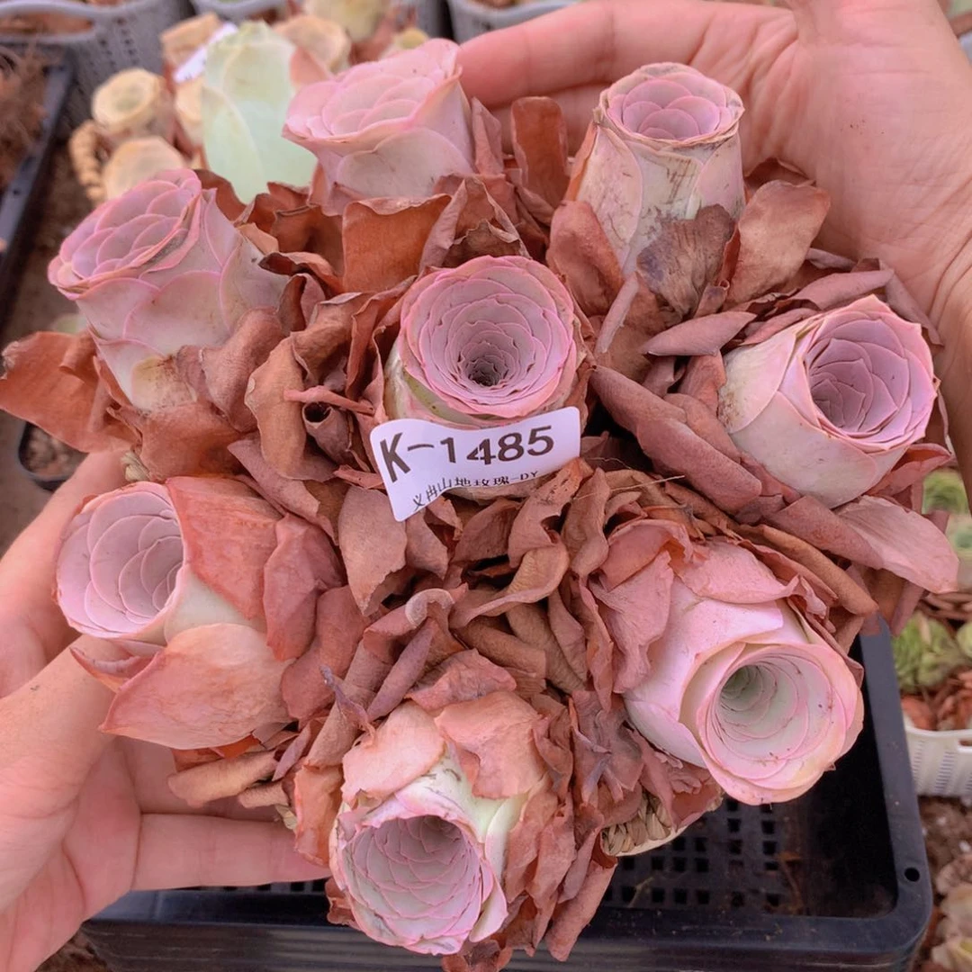 1485精品货带篮子