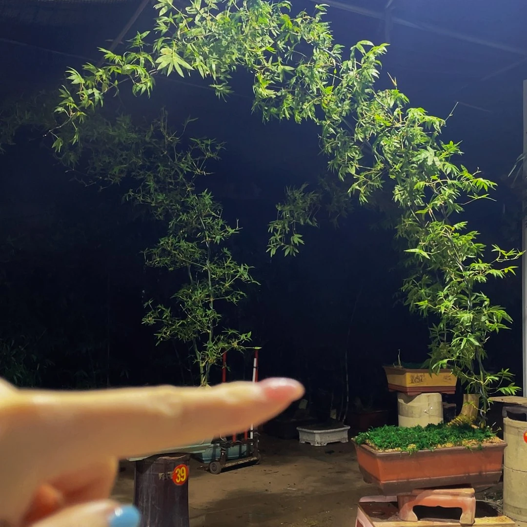 四***头无花朵小叶簕竹熟桩陶瓷盆一物一拍