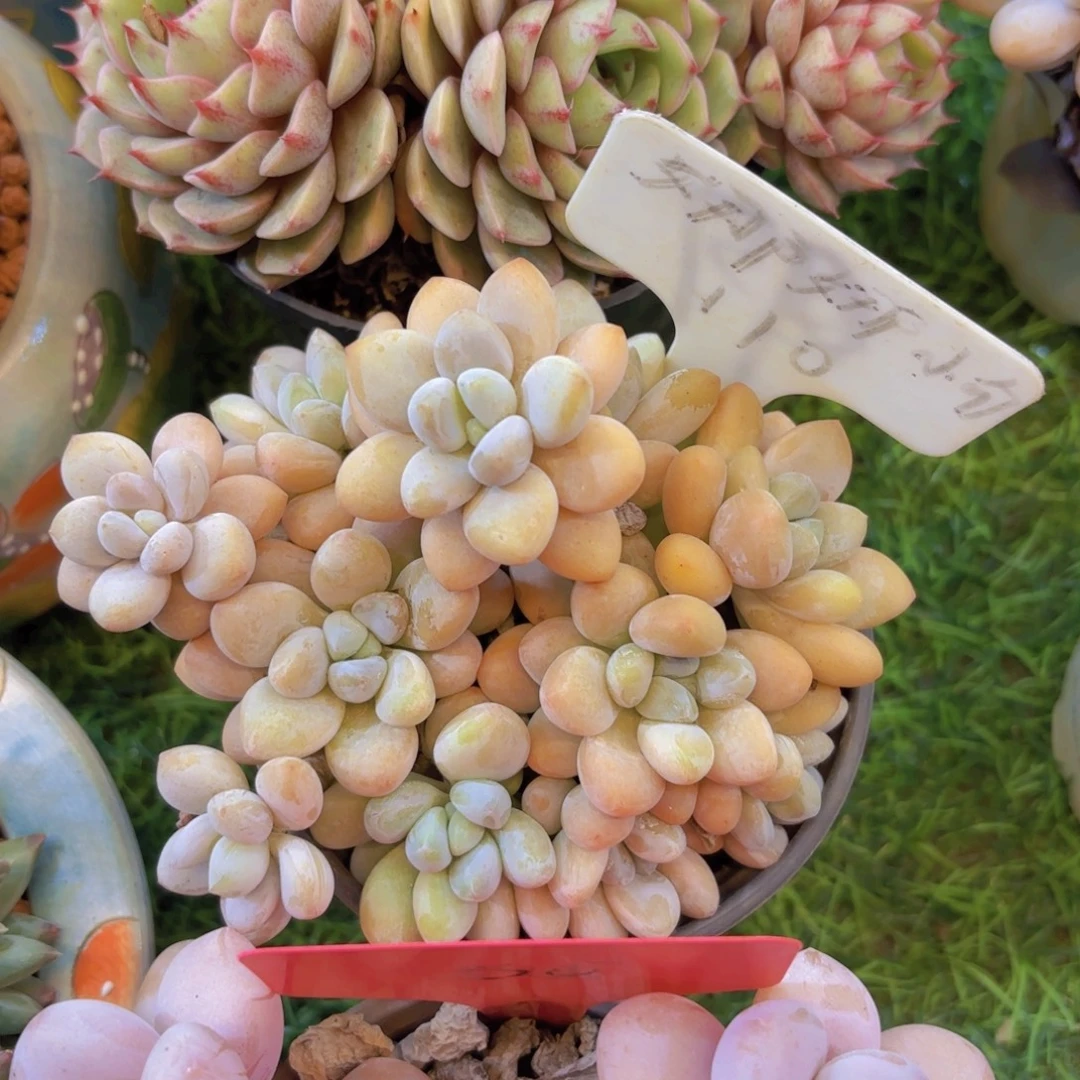 ****⸙云南金致家精品多肉