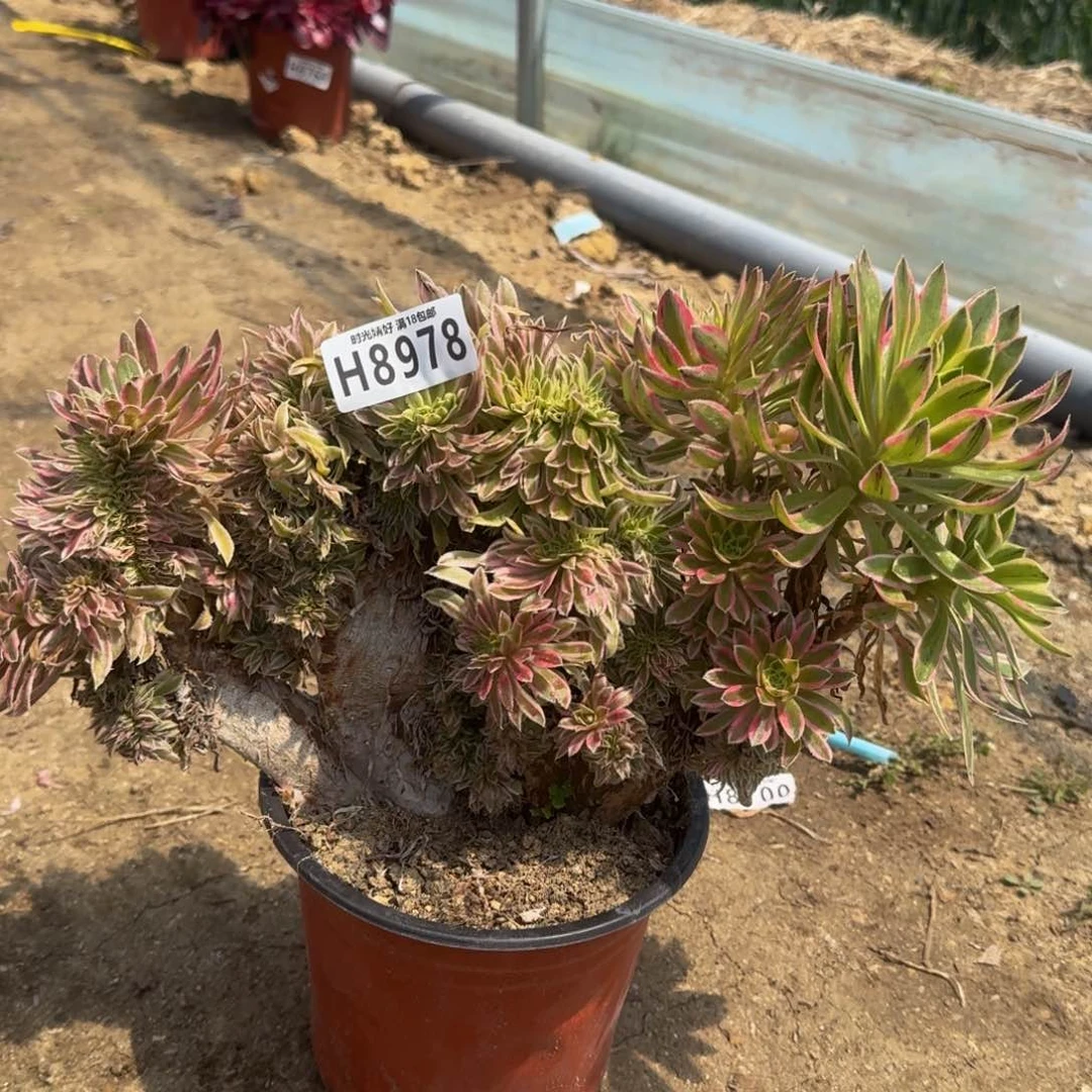 8978夕颜缀有伤，不包损