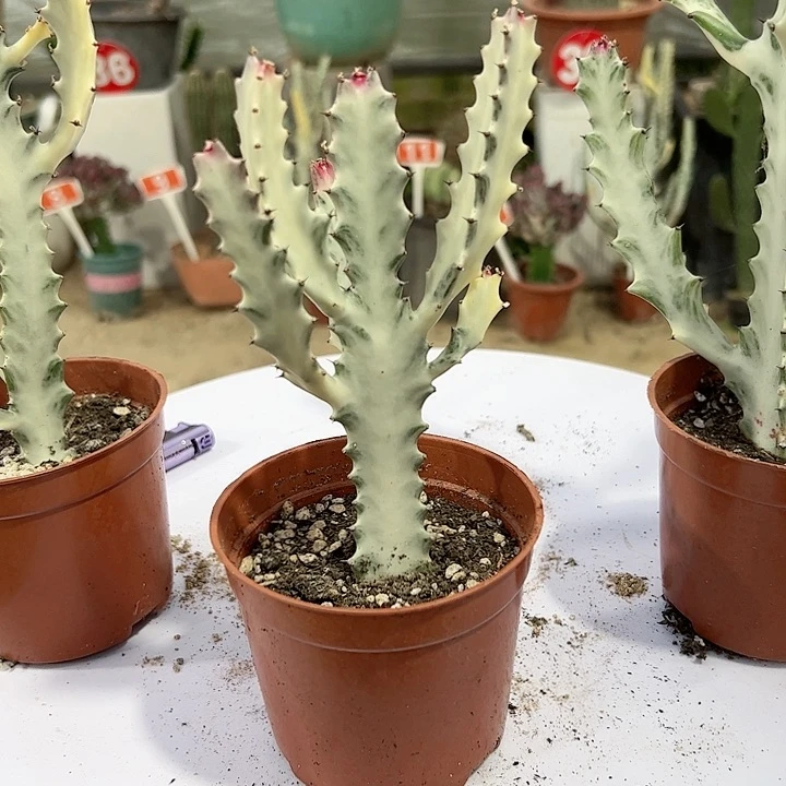 【闪购商品】老*白龙骨