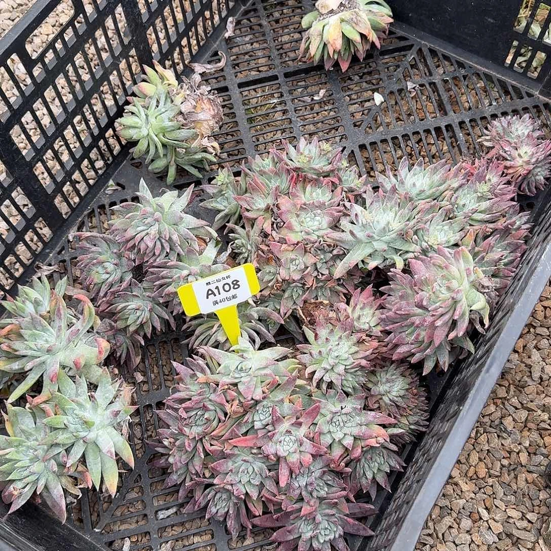 半***半多肉植物仙女杯A108