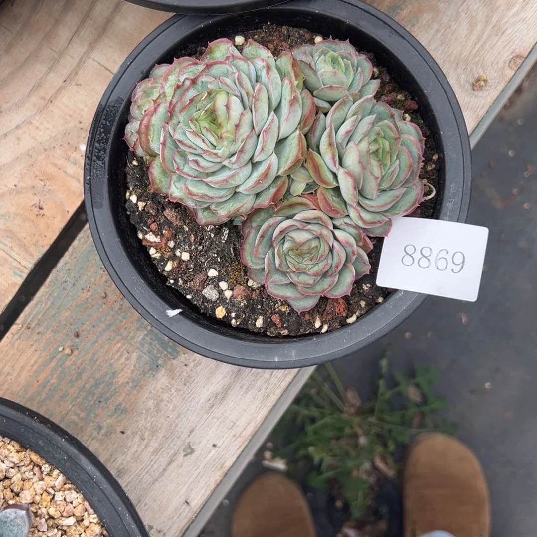 伊*8869肉肉肉肉肉