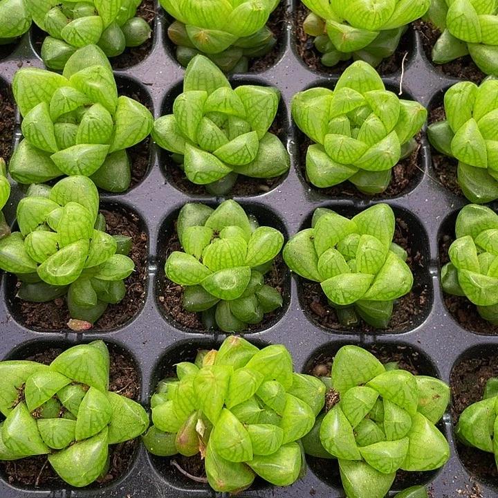 小玉露1元带土发